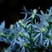 Symphyotrichum cordifolium - Photo (c) Michael J. Papay, μερικά δικαιώματα διατηρούνται (CC BY), uploaded by Michael J. Papay