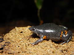 Colombian Plump Frog photo 4