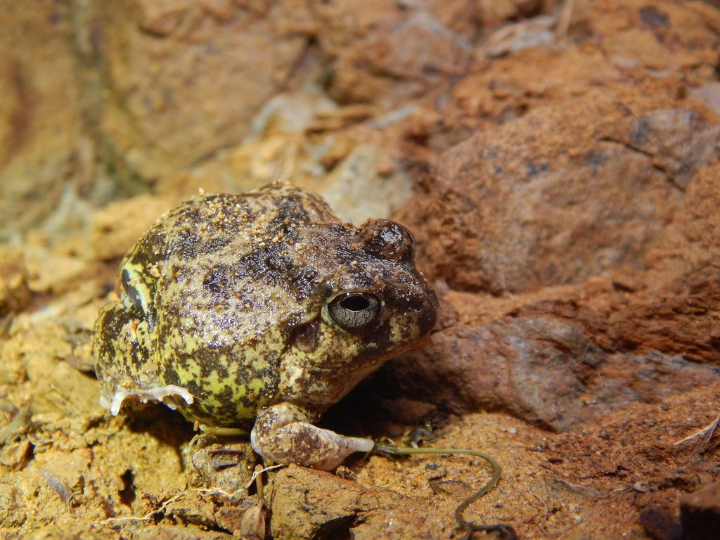 Colombian Four-eyed Frog in September 2022 by Khristian Venegas ...