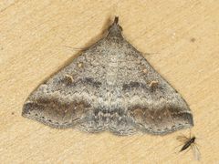 Tetanolita palligera