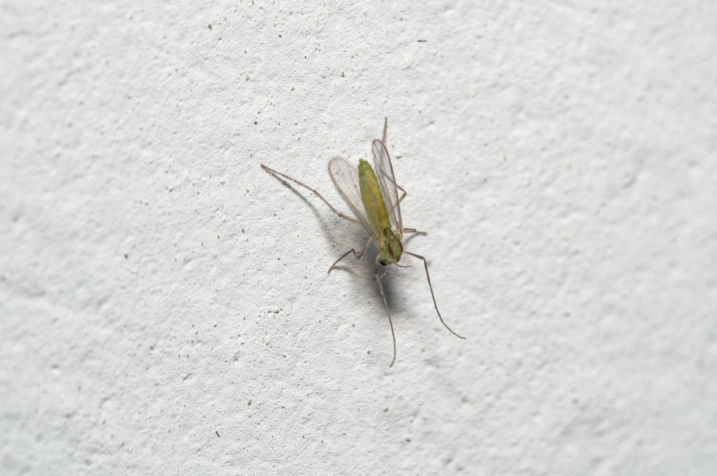 Paratanytarsus grimmii