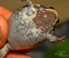 Mozambique Rain Frog photo 4