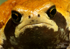 Mozambique Rain Frog photo 2