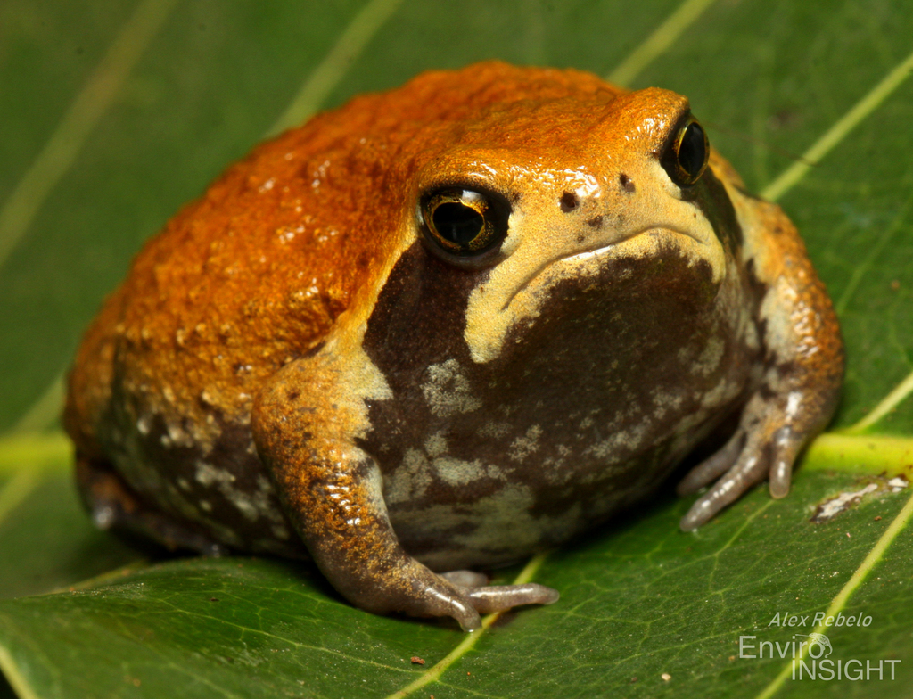 Mozambique Rain Frog