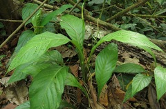 Anthurium acutifolium image