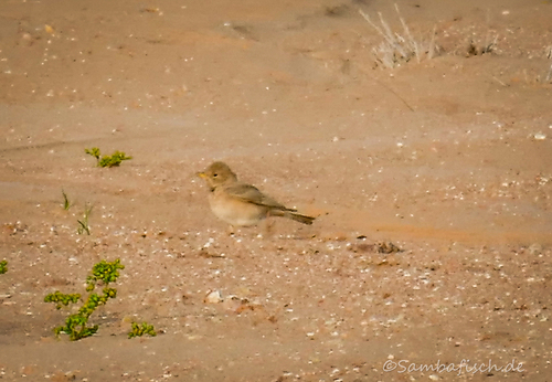 Desert Lark