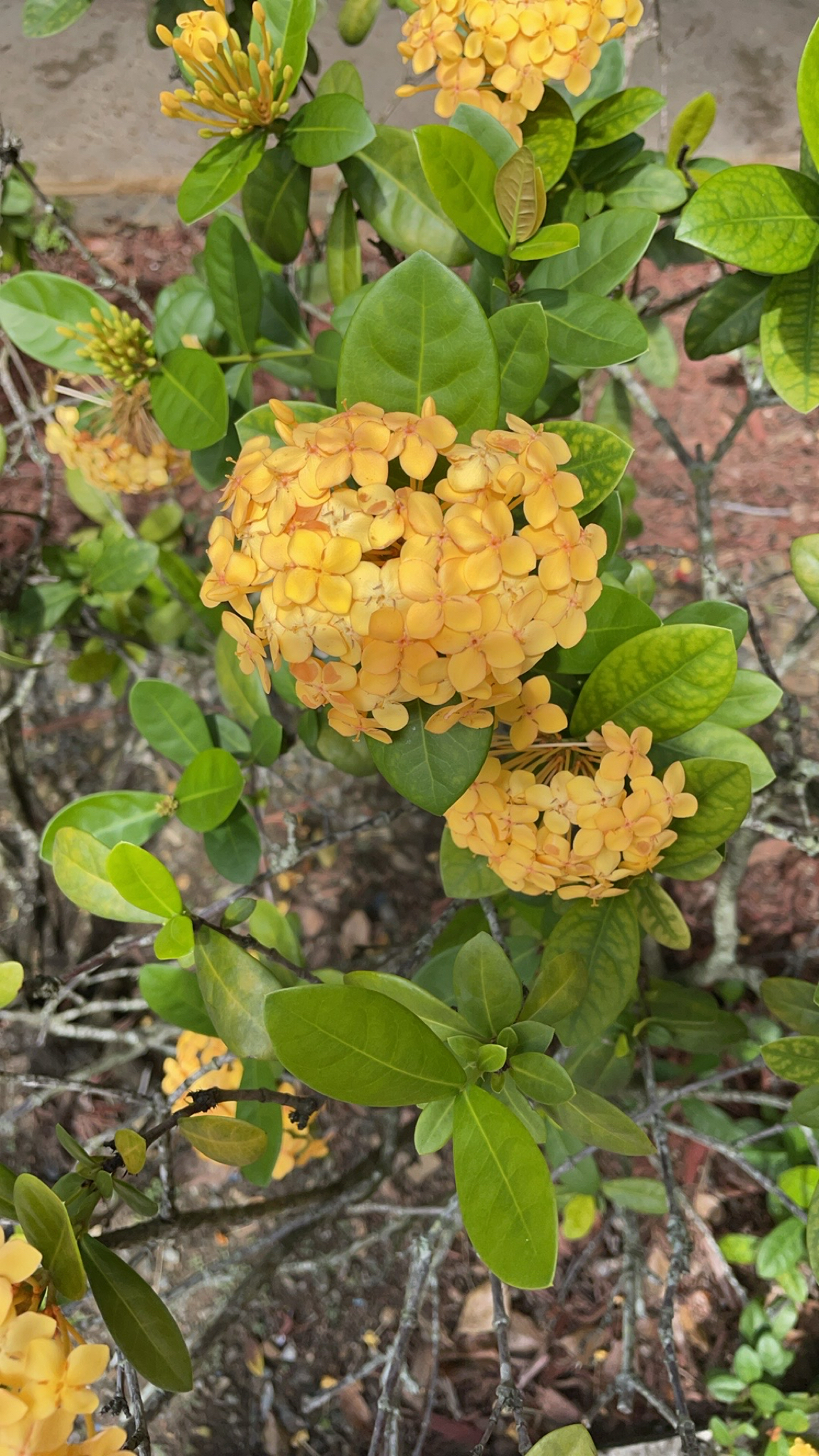 Imagem de Ixora