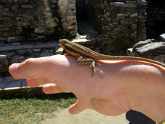 Sceloporus teapensis