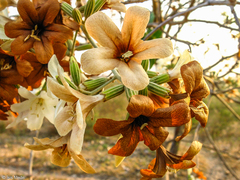 Cordia glabrata