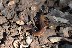 Eurycea multiplicata