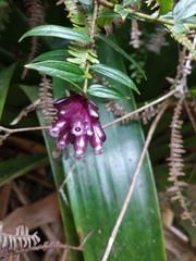 Cavendishia angustifolia