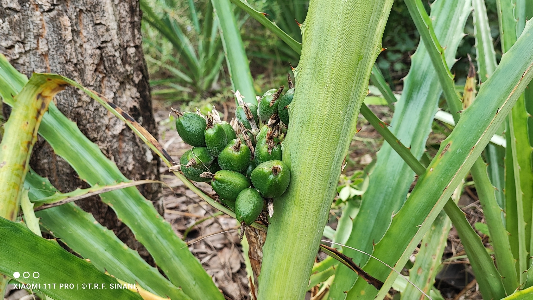 Imagem de Caraguatá