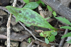 Erythronium rostratum
