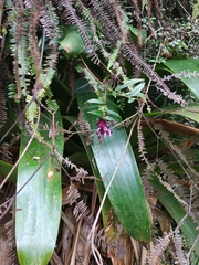 Cavendishia angustifolia