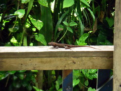 Anolis lemurinus