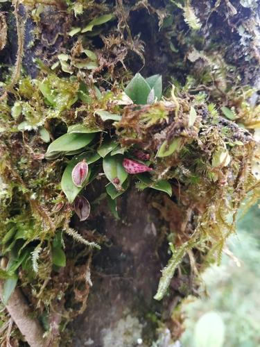 Phloeophila