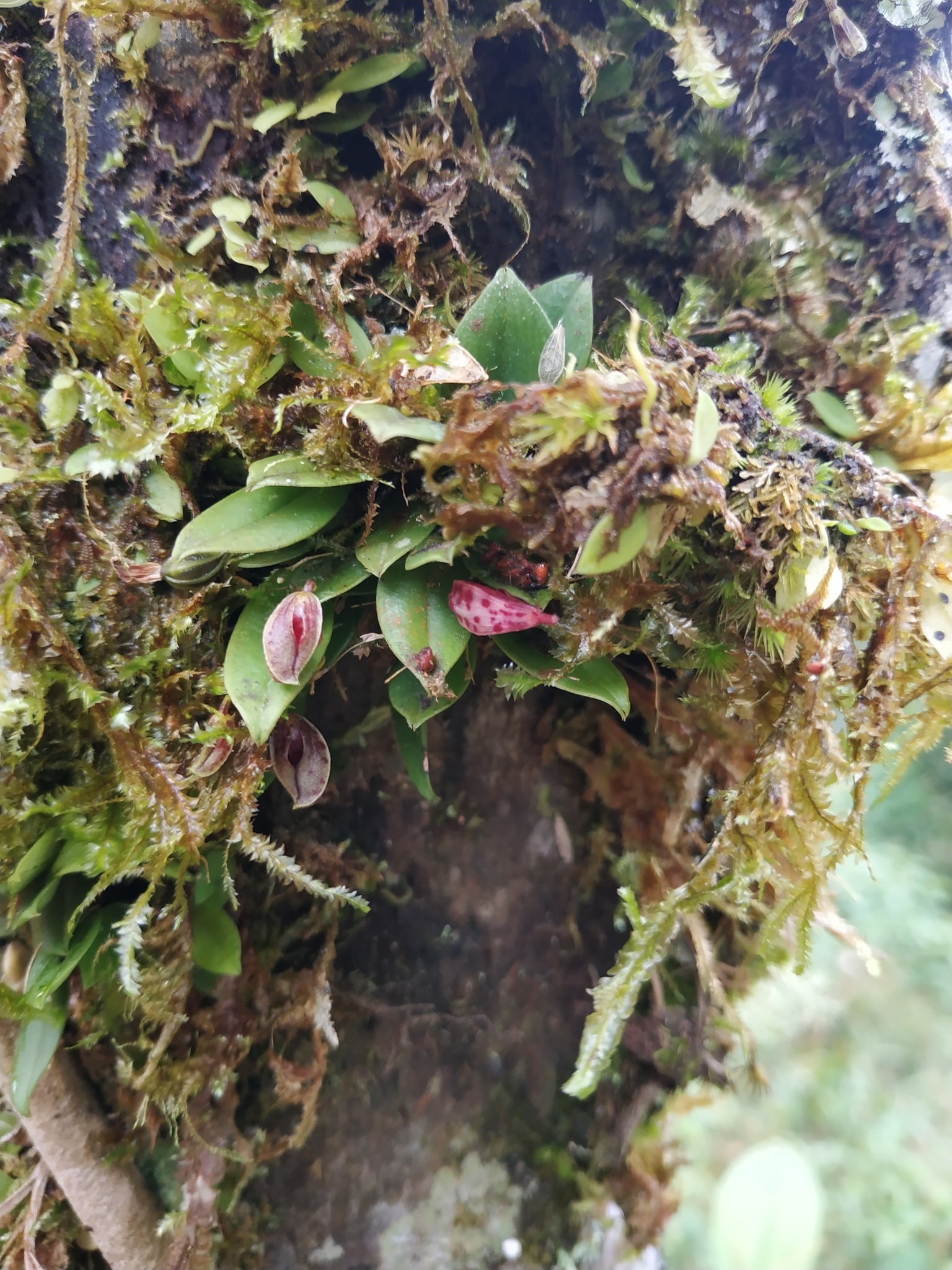 Phloeophila