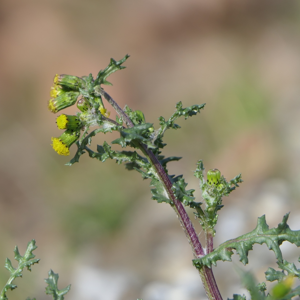 Senecio vulgaris