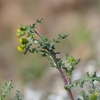 Common Groundsel - Photo (c) Inge Biller, some rights reserved (CC BY-NC), uploaded by Inge Biller