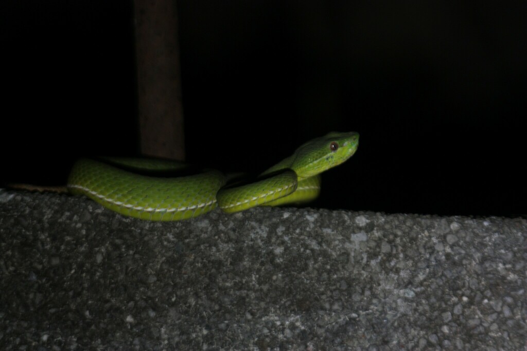 Stejneger's Pit Viper