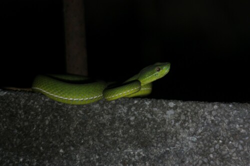 Stejneger's Pit Viper