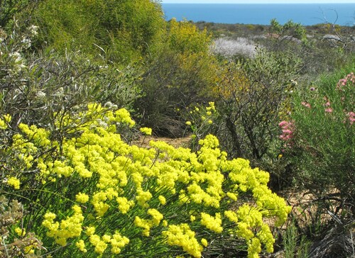 Image of Glischrocaryon aureum by (c) Gail A Baker, some rights reserved (CC BY)