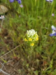 Castilleja lineariloba