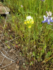 Castilleja lineariloba
