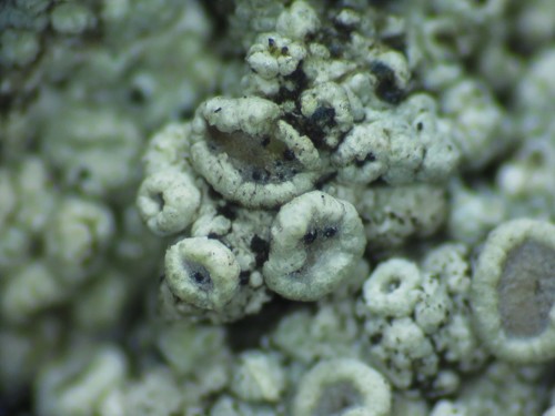Lichenodiplis