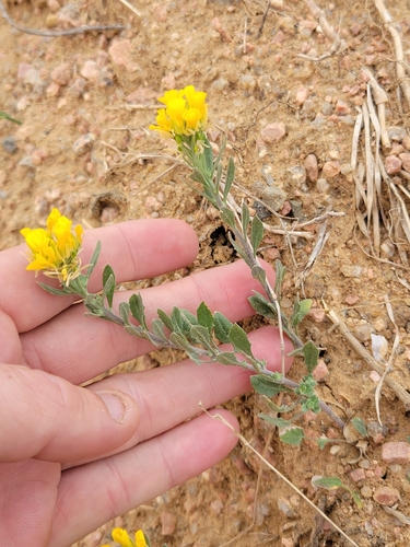 Physaria densiflora observed 2024-02-28