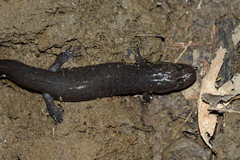 Desmognathus brimleyorum