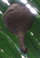 Angiopolybia