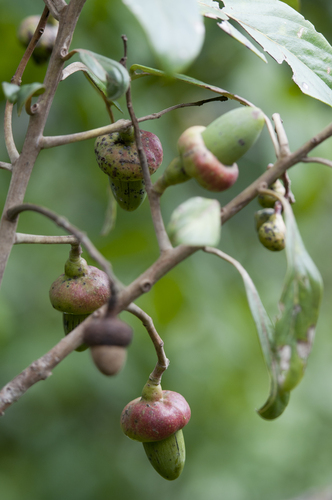 Rhodostemonodaphne grandis