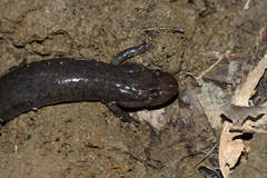 Desmognathus brimleyorum