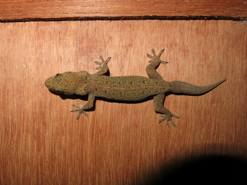 Northern Burmese Half-toed Gecko, Hemidactylus aquilonius