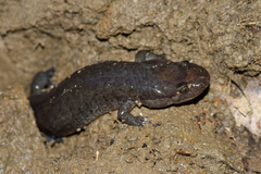Desmognathus brimleyorum