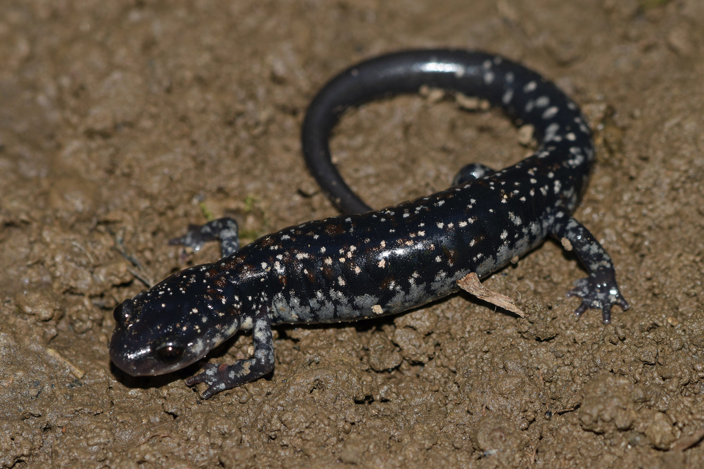 Kiamichi Slimy Salamander