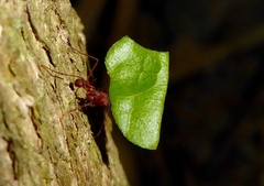 Atta cephalotes