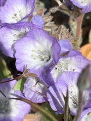 Phacelia divaricata