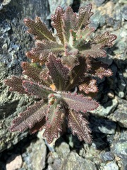 Streptanthus glandulosus pulchellus