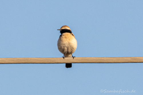 Desert Wheatear