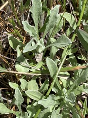 Hesperevax sparsiflora