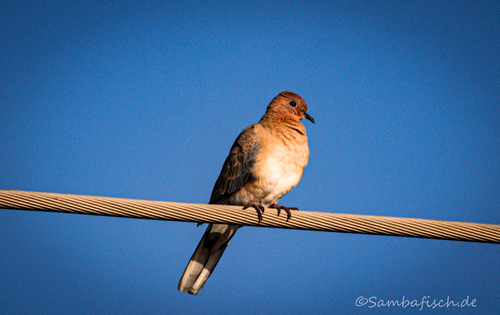 Laughing Dove