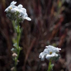 Cryptantha flaccida