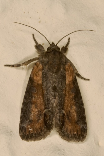 Bryophila raptricula (Denis & Schiffermüller), 1775