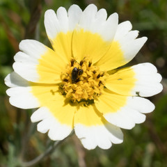 Layia gaillardioides