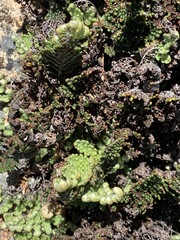 Myriopteris covillei