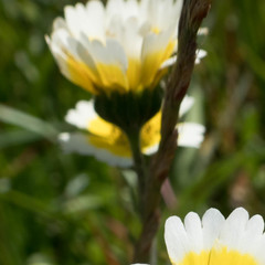 Layia gaillardioides