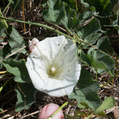 Calystegia subacaulis subacaulis