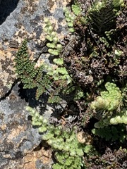 Myriopteris covillei